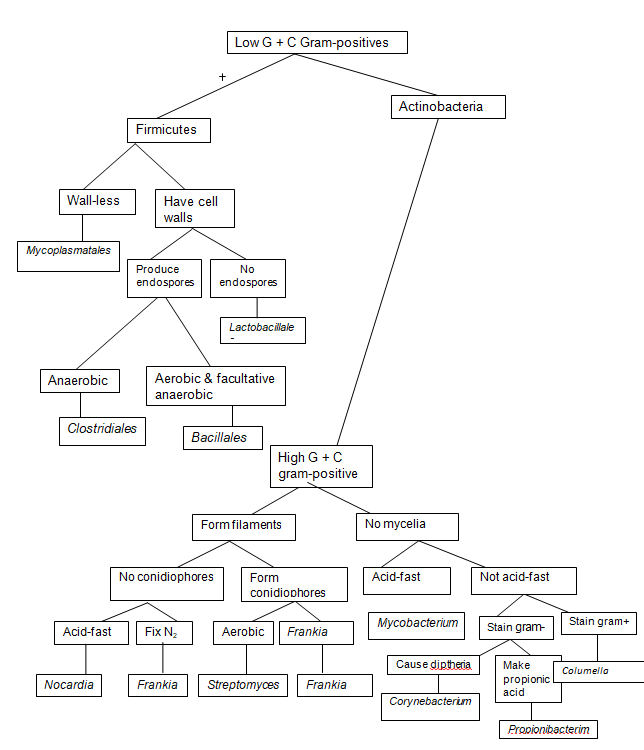 Archaea and Bacteria Prokaryotes Dichotomous Keys 327 Words