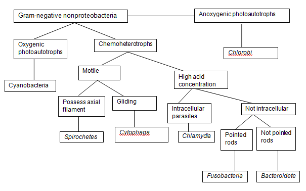 Archaea and Bacteria Prokaryotes Dichotomous Keys 327 Words