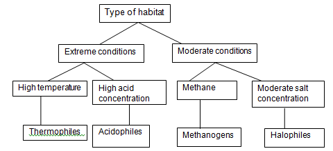 Archaea and Bacteria Prokaryotes Dichotomous Keys 327 Words