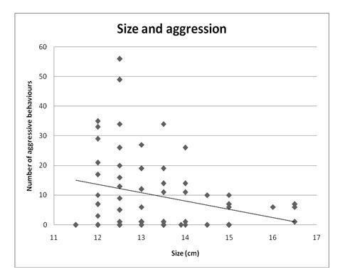 Number of aggressive behaviours displayed in different sized cichlids