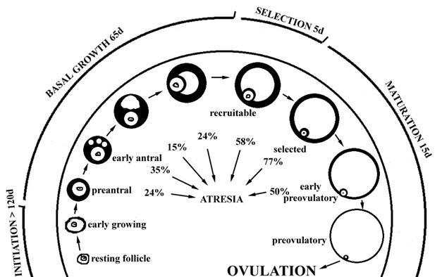 Folliculogenesis and classification of developing follicles in the human ovary.