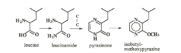biosynthetic pathway to isobutylmethoxypyrazine proposed