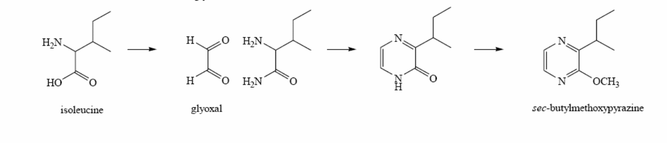 biosynthetic pathway to sec-butylmethoxypyrazine