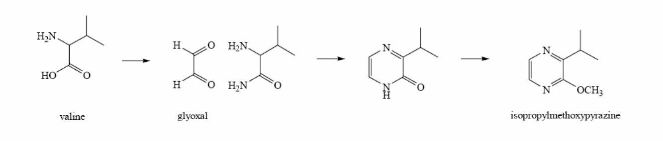 biosynthetic pathway to isopropylmethoxypyrazine