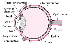 Vision, Its Structure and Function in Humans