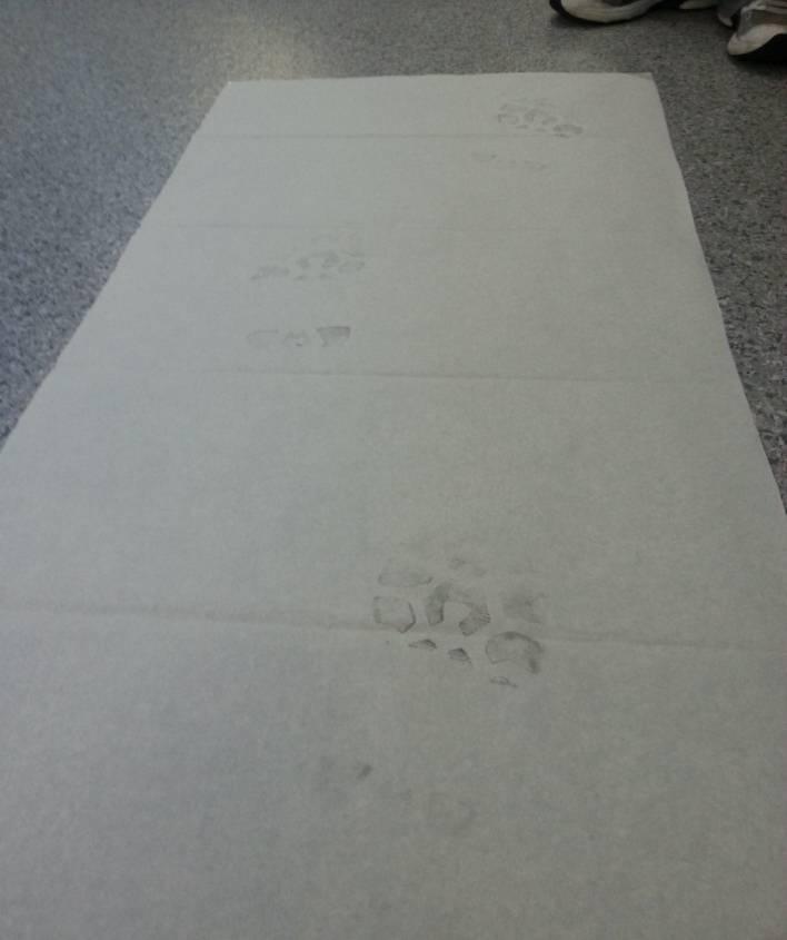 the shoe prints obtained in a jogging motion.