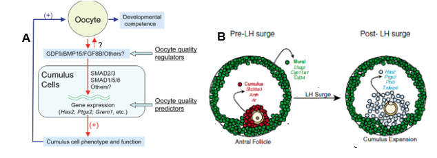 A - Oocyte-cumulus cell regulatory loop showing release of TGF-β factors which influence cumulus phenotype enabling oocyte developmental competence. B - Shifting of gene expression due to LH surge and expression of cumulus expansion genes enabling freedom of oocyte for release. 