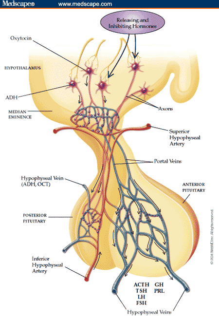 Anatomy and Physiology of Pituitary Gland