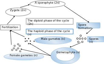 Diploid-haploid cycle