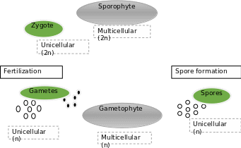 Unicellular-multicellular Cycle