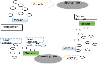 Mitosis-Meiosis Cycle