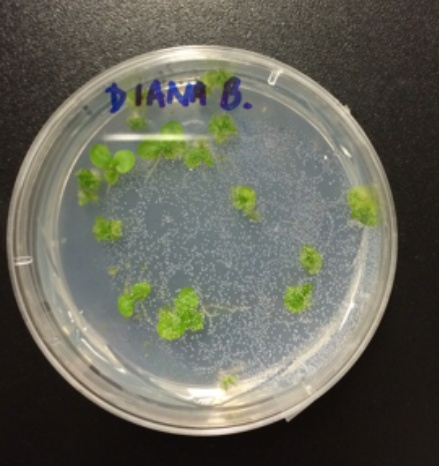 Gametophyte in a petri dish