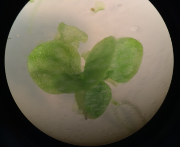Gametophyte under the microscope