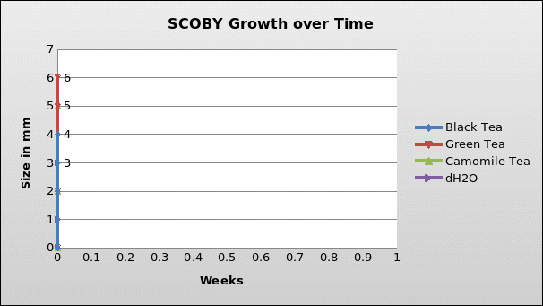 Showing the growth of SCOBY in mm over four weeks