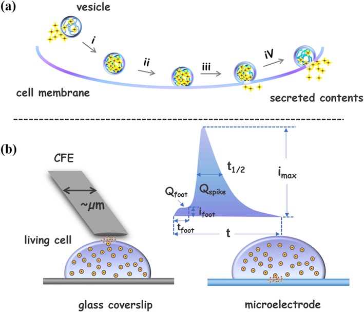 Scheme of diffusion current occurrence at vesicle transmission