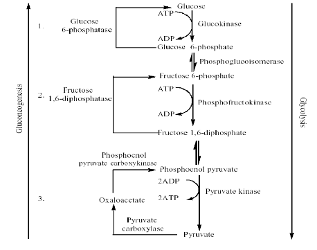 A diagrammatical representation of Gluconeogenesis