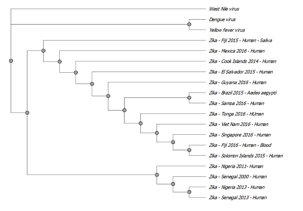 The phylogenetic trees of ZIKV NS5 are generated from Africa, North America, South America, Asia