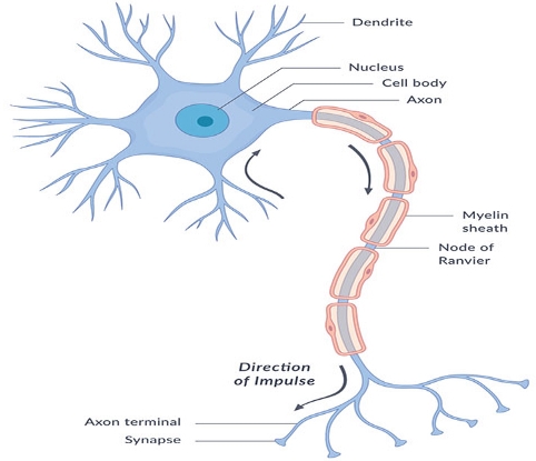 An overview of the components of the nervous system.