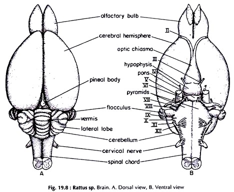 rat brain dissection diagram
