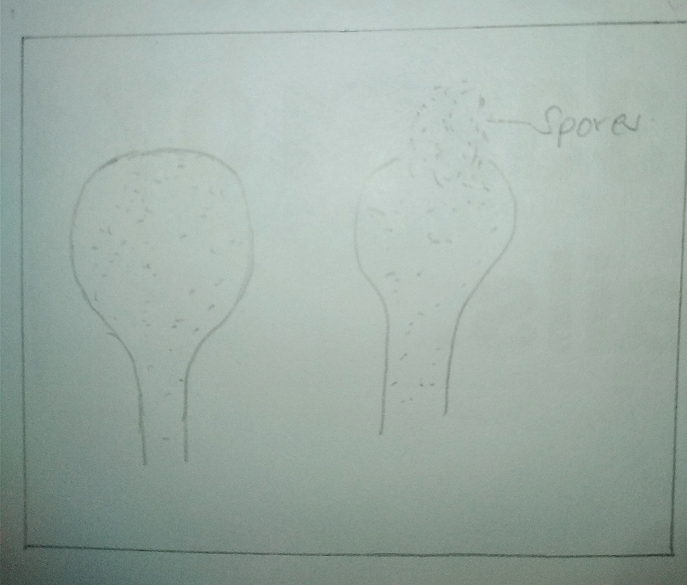 Lycoperdon sp. (puff balls)