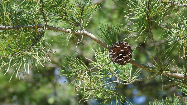 Virginia Pine, Spruce Pine, or Scrub Pine