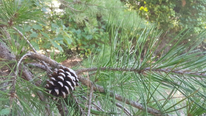 Rosemary Pine, Old-Field Pine, Shortleaf Pine, Short-Leaf Pine, Yellow Pine