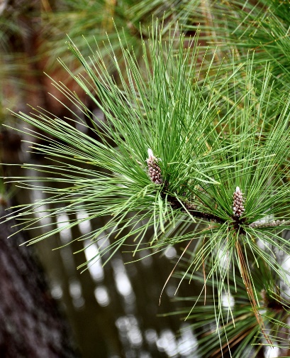 Southern Pine, Long-leaf Pine, or Longleaf Pine