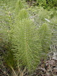 Psilotophyta (whisk ferns)