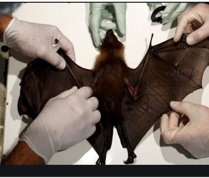 Epidemiologists identifying a bat (Source, Getty Images)
