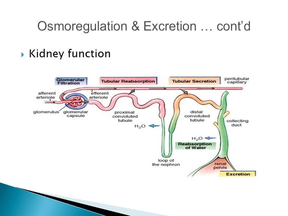 Osmoregulation & Excretion
