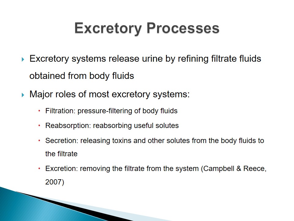 Excretory Processes