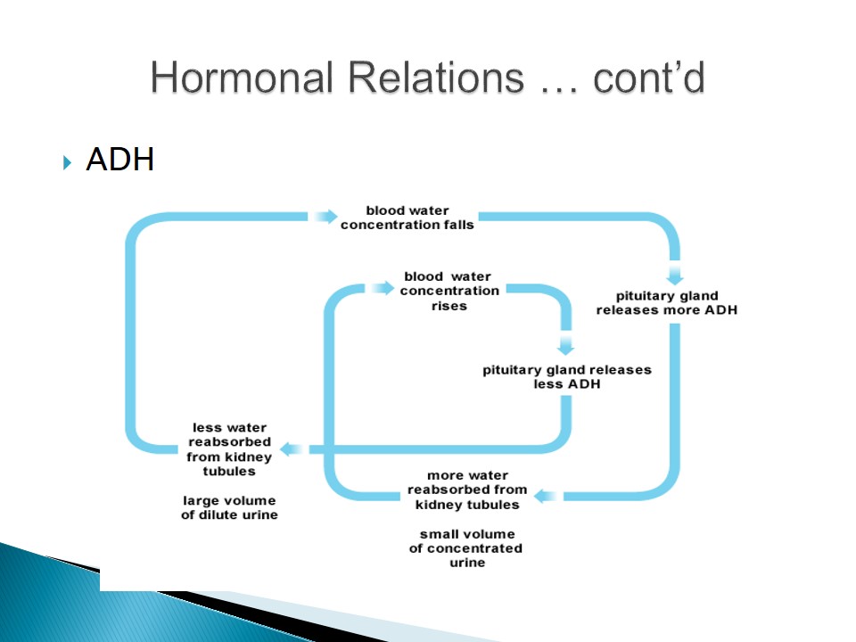 Hormonal Relations