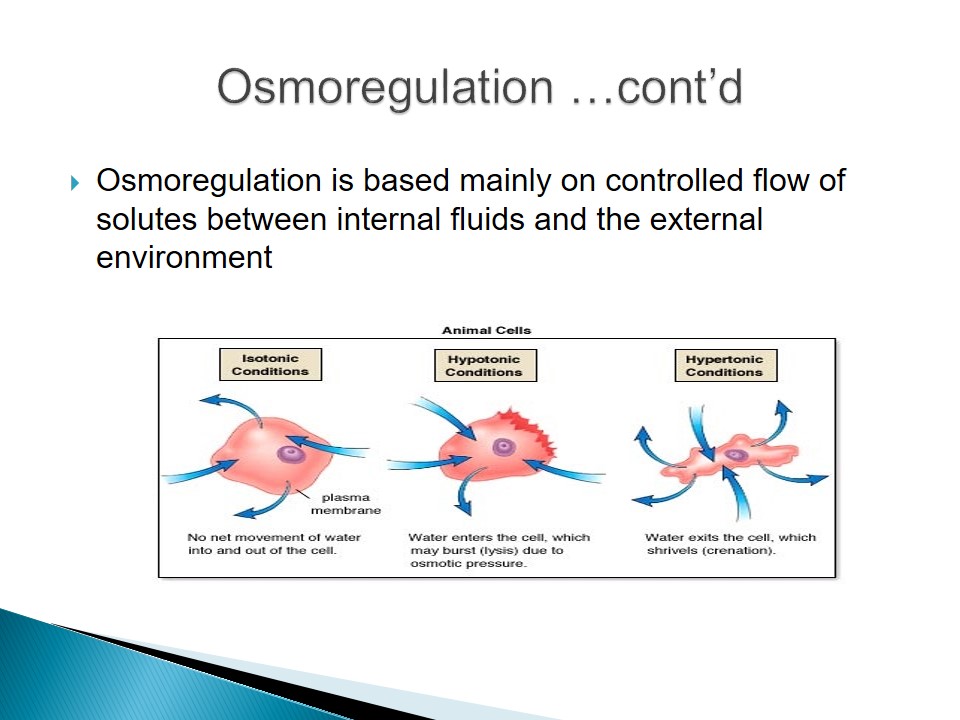The Concept of Osmoregulation - 826 Words | Presentation Example