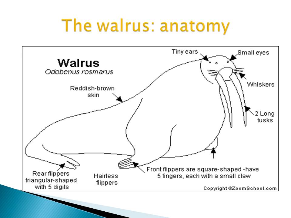 The walrus: anatomy 