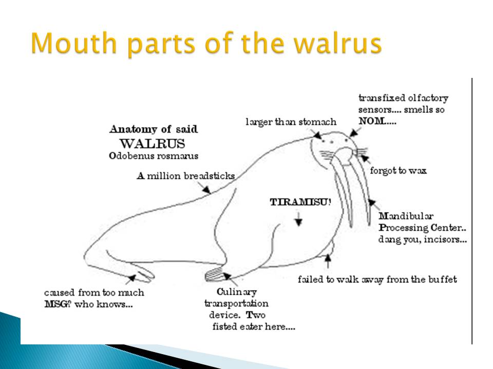 Mouth parts of the walrus