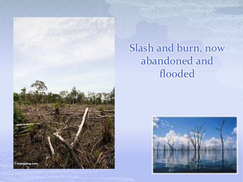 Slash and burn, now abandoned and flooded.