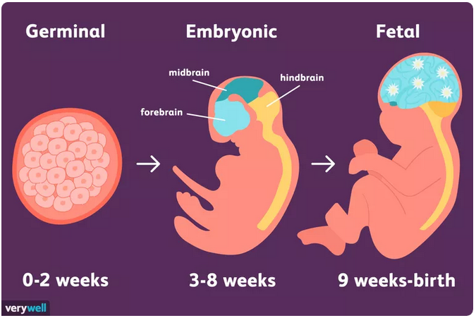 Stages of embryonic development