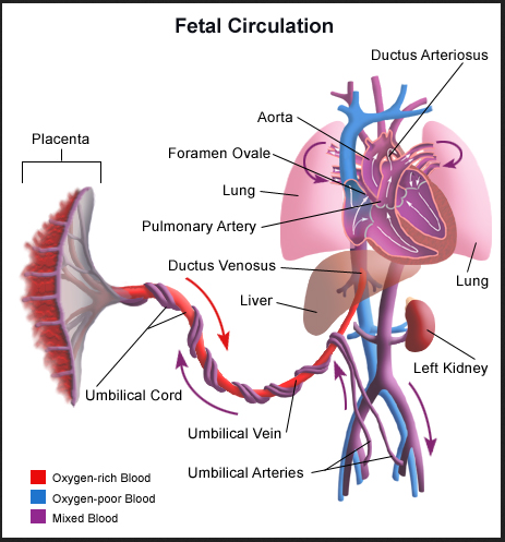 Blood Circulation in the Fetus and Newborn