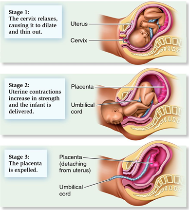 Stages of Child Birth