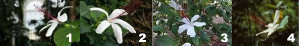 Appearance of the Hibiscus punaluuensis plant obtained using the built-in library in DNA Subway.
