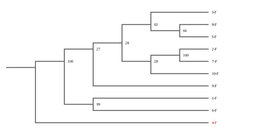 Phylogenetic tree fragment for Hibiscus punaluuensis obtained using DNA Subway.