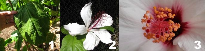 Photographs of Hibiscus punaluuensis with individual leaf species (1), bud (2), and pistils and stamens (3) (1, 2 - Eickhoff, 2009; 3 - Kolev, 2010).