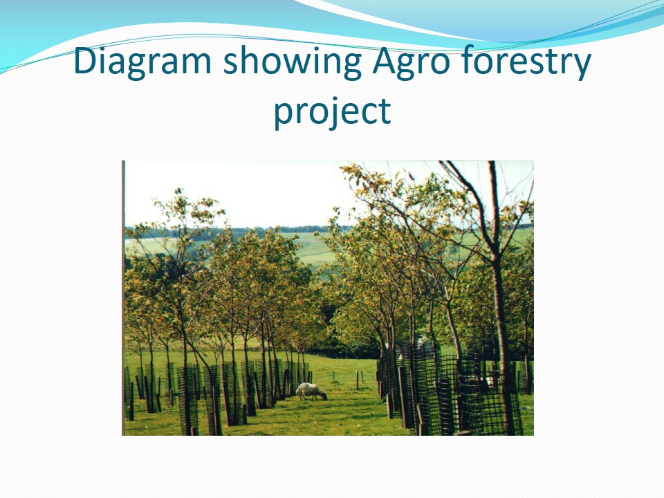 This shows successful projects of agro forestry. 