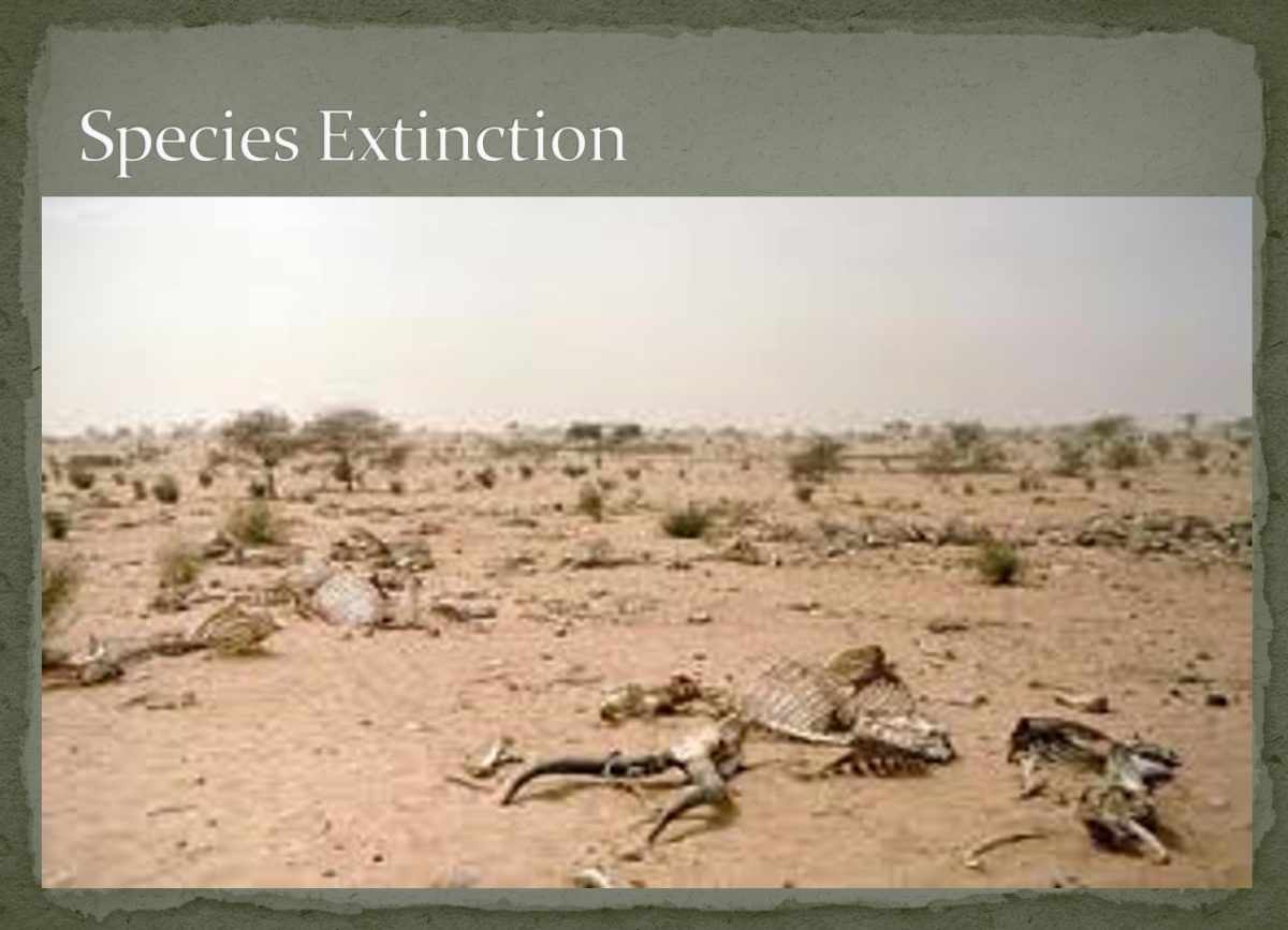 Species Extinction