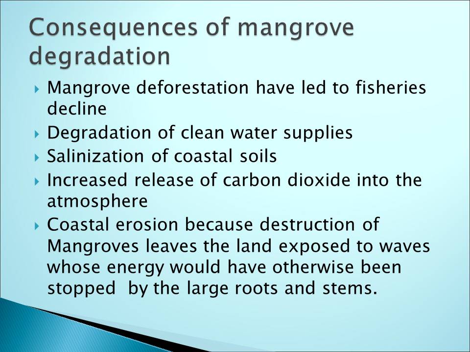 Consequences of mangrove degradation