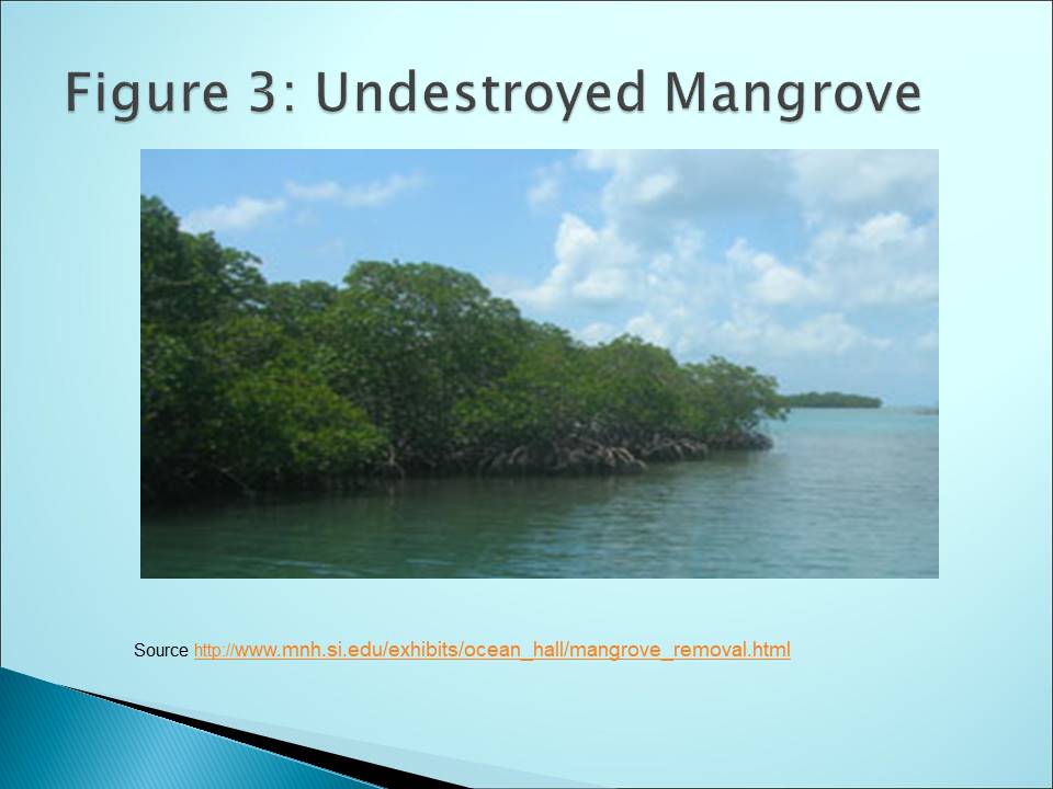 Undestroyed Mangrove