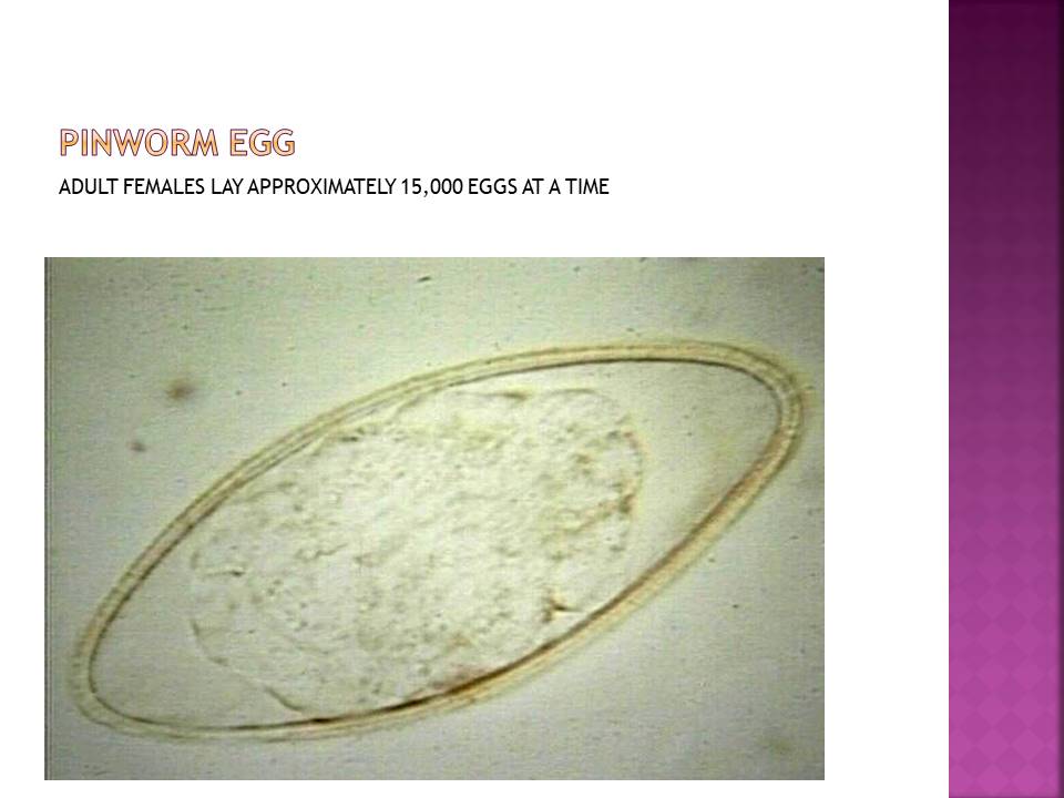 Pinworm egg. Adult females lay approximately 15,000 eggs at a time