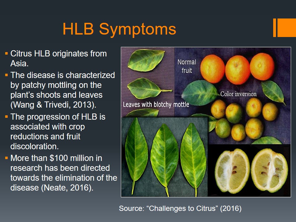 HLB Symptoms