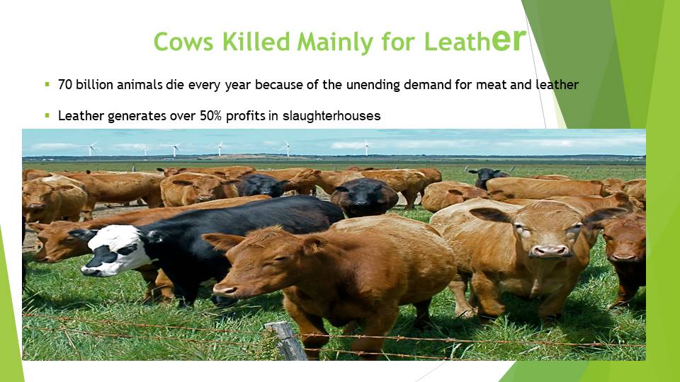 Cows Killed Mainly for Leather