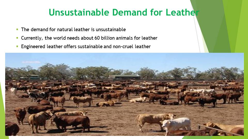 Unsustainable Demand for Leather